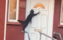 Kot chciał wejść do domu. Zapukał do drzwi