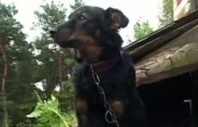 "Pies ze schroniska uratował mi życie". Razem schudli 75 kg