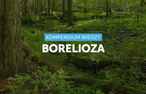 Borelioza ciekawy zbiór wiadomości i pomocy