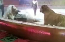 LiveLeak.com - Tigers attack horse at show