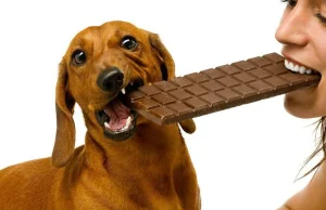 Nie karm psa czekoladą!