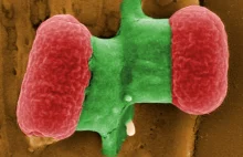 Przynęta na bakterie zastąpi antybiotyki?