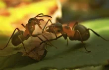 Mrówki wydobędą miliony?