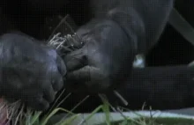 Szympans Bonobo i ognisko