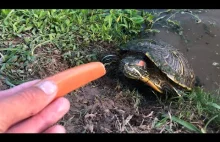 Żółwie kochają hot-dogi