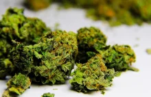 Narkotyk czy lekarstwo? Lista leczniczych właściwości marihuany coraz dłuższa
