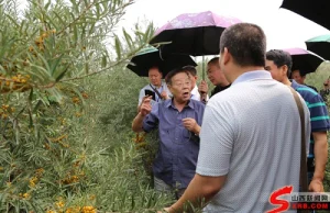 Liście z Rokitnika pomagają leczyć raka - twierdzi chiński profesor Zhang Jike.