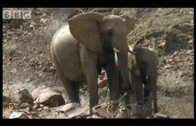 Jak ochładzają się słonie