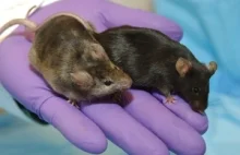 Myszy stały się mądrzejsze po wstrzyknięciu w ich mózgi komórek ludzkich