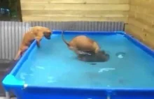 Jak nauczyć dwa psy współpracy podczas zabawy