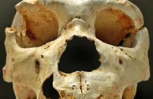 Najstarsze genetyczne ślady Neandertalczyków