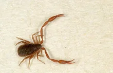 Czy wiesz, że: w Polsce żyją pseudo-skorpiony?
