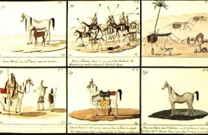 Z historii polskich arabów - wyprawy po konie