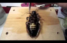 Zdalnie sterowany karaluch