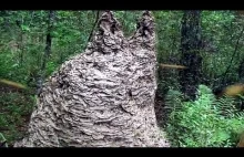 Ogromne gniazdo os w lesie na Florydzie
