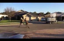 Wild kangaroo street fight Aussie style