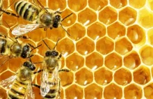 Oszust-pszczelarz na wykopie