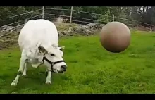 Krowa uwielbia bawić się piłką
