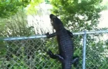 Ninja Gator! Aligator wspina się na ogrodzenie.