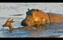 Hipopotam zabija impale