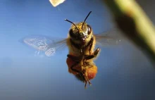 Największa petycja w obronie pszczół!