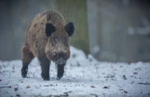 Walka z ASF: Czy dobro człowieka jeszcze coś znaczy?