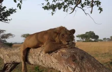 Ludzie otruli być może jedyne stado lwów żyjących na drzewach