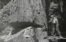 Jak wyglądał przemysł drzewny w Kalifornii w 1947
