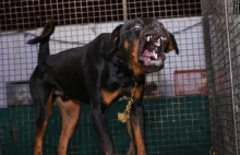Koszmarna śmierć w Nowej Soli. Psy pilnujące firmy rozszarpały człowieka