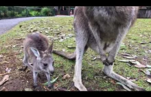 Mały kangur cieszy się ze swoich pierwszych skoków przy mamie
