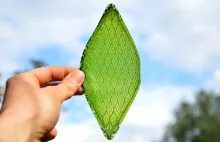 Sztuczny liść z jedwabiu jest w stanie przeprowadzać fotosyntezę.