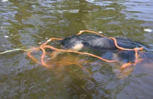 DRASTYCZNE ZDJĘCIA] Bestialsko związał psa i wrzucił do Narwi!!