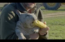 Wombat- smakosz kukurydzy...i nie tylko...