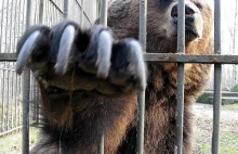 Poznańskie zoo ratuje cyrkowe misie
