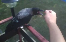 Oswojona wrona. Karmienie głodnej wrony