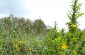 Plantatorzy marihuany zatrzymani. Odkryto 242 krzewy[WIDEO]