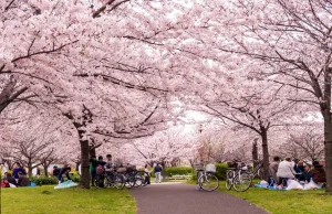 Pierwsze prognozy dotyczące kwitnienia wiśni w Japonii w 2019