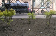 Kraków specjalnymi roślinami chce walczyć ze smogiem. Trwają nasadzenia...
