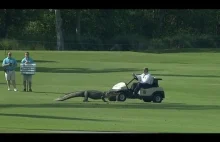 Aligator na polu podczas turnieju golfowego