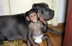 Suka uznała małego szympansa za swojego szeczniaka