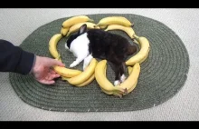 Budzenie ze snu królika za pomocą bananów ( ͡° ͜ʖ ͡°)