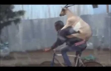 Arab z kozą na rowerze