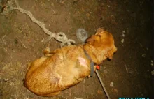 Ktoś zostawił psa, przywiązanego do drzewa na 7-stopniowym mrozie [zdjęcia]