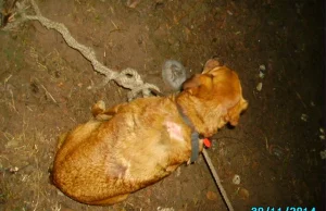 Ktoś zostawił psa, przywiązanego do drzewa na 7-stopniowym mrozie [zdjęcia]