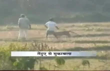 pantera atakuje indyjskich rolników
