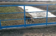 Porzucił psa przy moście, chociaż obiecał, że znajdzie mu nowy dom