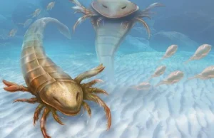 Znaleziono skamieniałości naprawdę olbrzymiego skorpiona. Ile mierzył?
