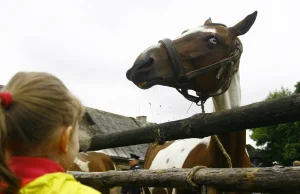 Jak masować konie - nauczy Uniwersytet Przyrodniczy w Lublinie
