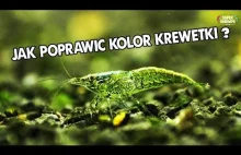 Jak poprawić kolor krewetek karłowatych i co ma na niego wpływ?