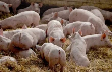 ASF już w Chinach – u największego producenta i konsumenta wieprzowiny na...